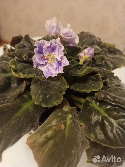 Сортовые фиалки цветущие