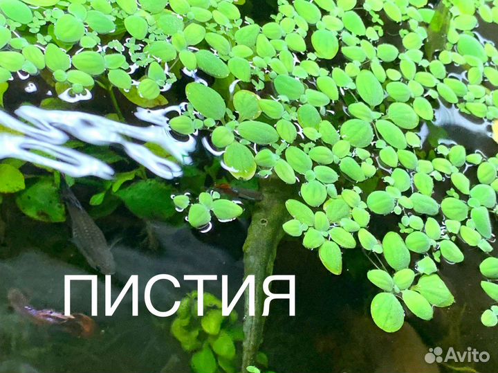 Растения аквариумные