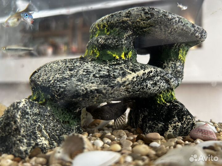 Аквариум с рыбками, фильтром и аксессуарами