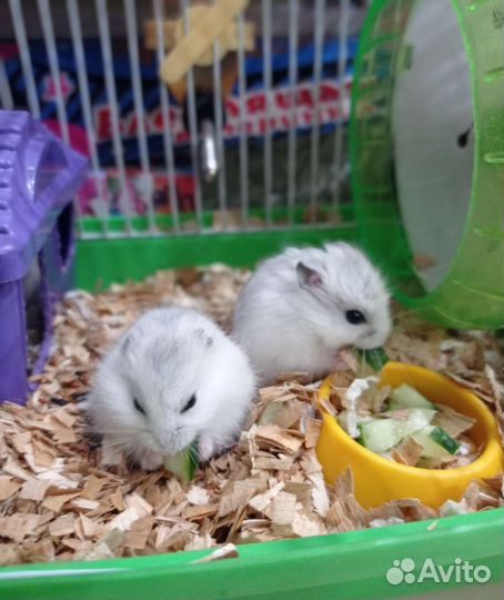 Джунгарский хомяк