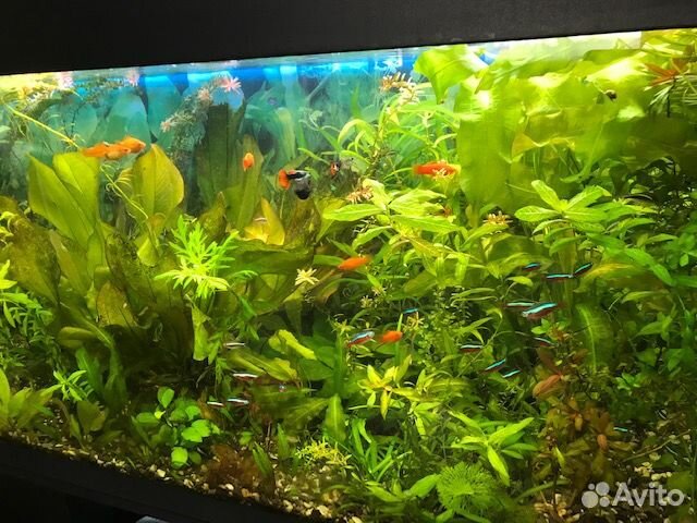 Живые растения разные набором в аквариум