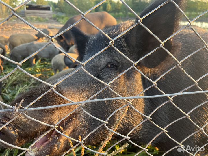 Продам Кабанов