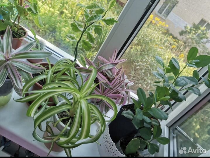 Комнатные цветы