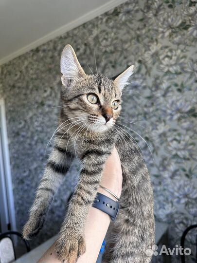 Котенок Кошка девочка
