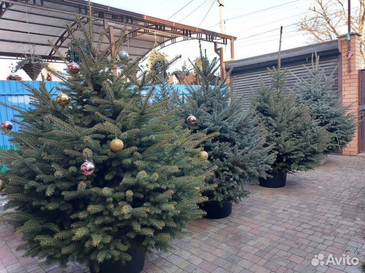 Ель 1.5м