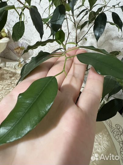 Фикус бенджамина