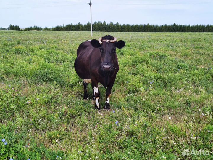 Корова дойная