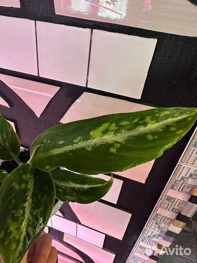 Диффенбахия дрифтинг