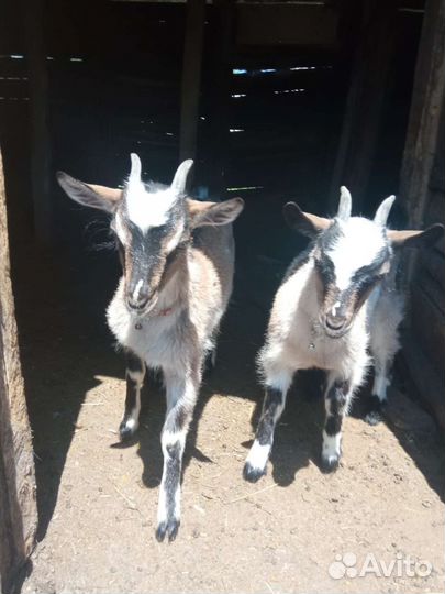 Козочки