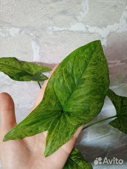 Сингониум Моттлед