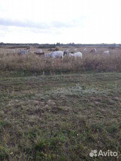 Продаются козы