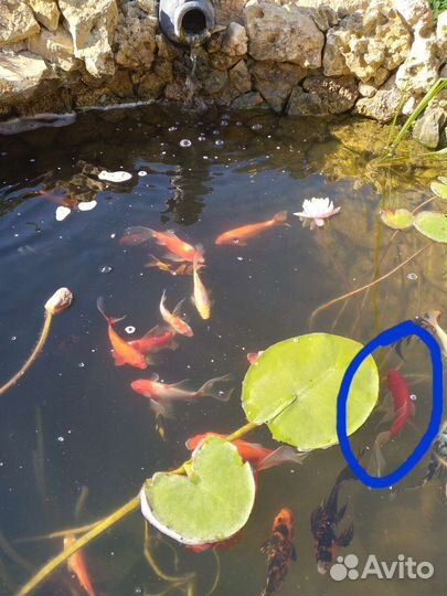 Карп кои для пруда