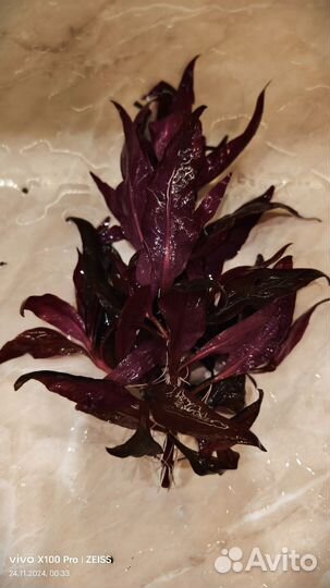 Людвигия рубин