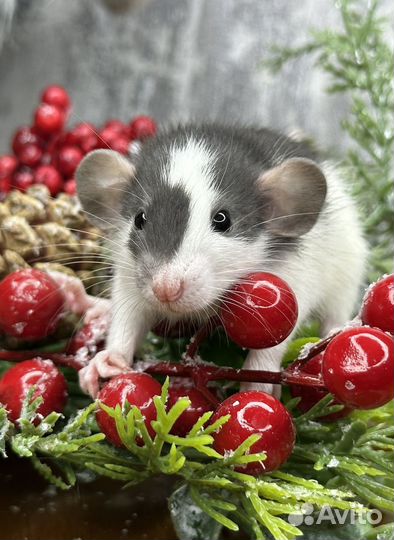 Большой выбор крысят Дамбо. Малыши. Крыса Дамбо