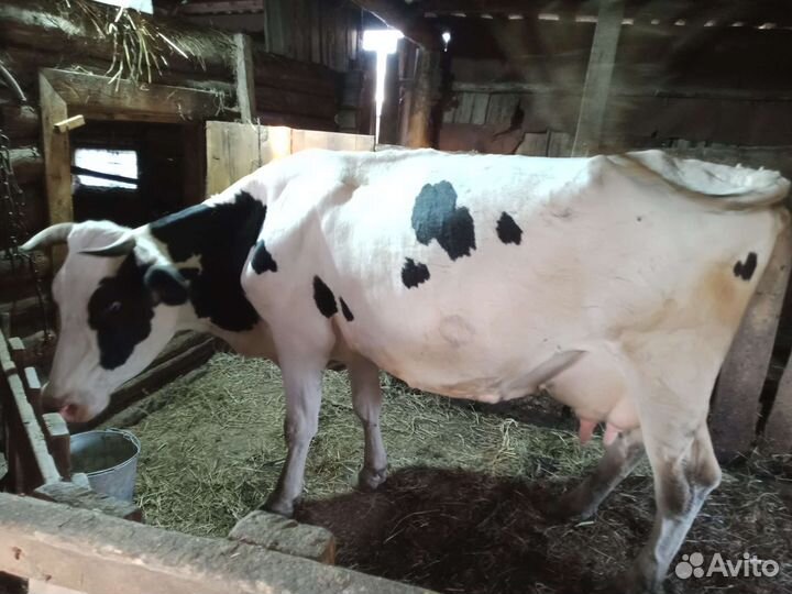 Корова дойная