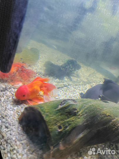 Аквариум без рыб