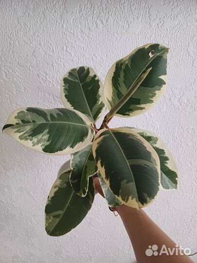 Фикус эластика тинеке