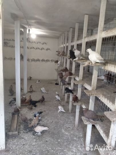Продажа узбекских голубей