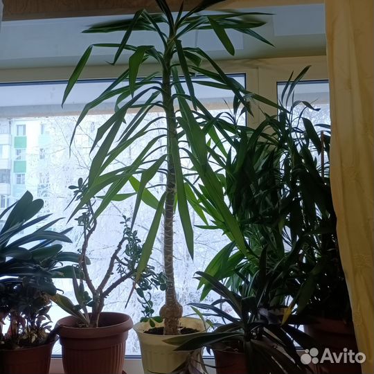 Комнатные цветы юкка