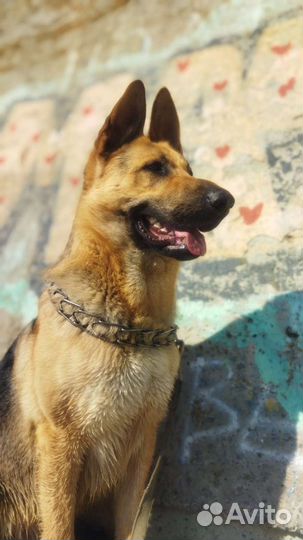 Вязка кобель