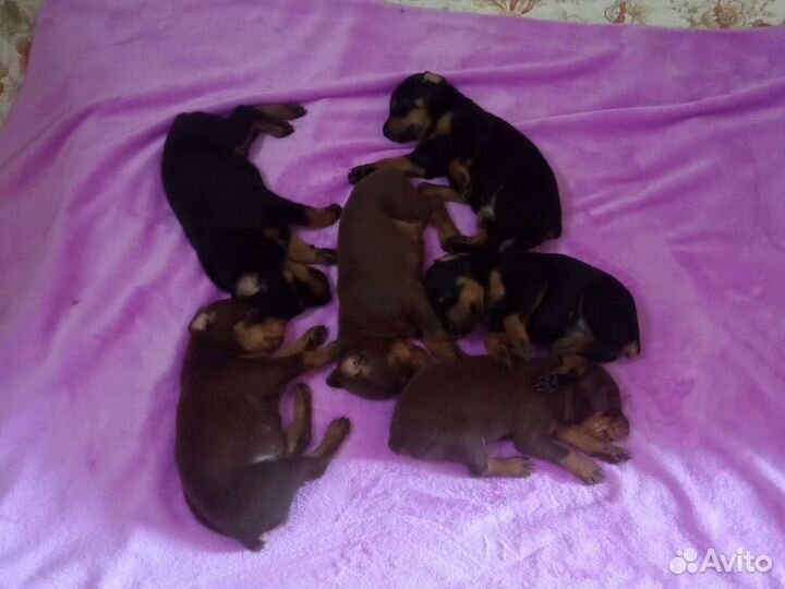 Щенки добермана