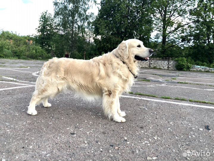 Кобель для вязки