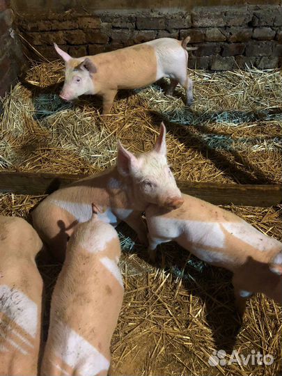 С/х животные