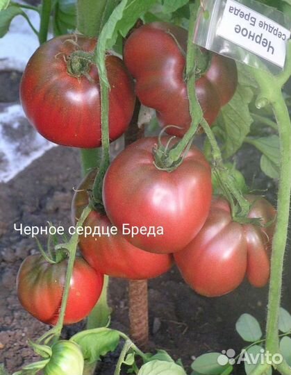 Элитные сорта семена томатов,семена помидор