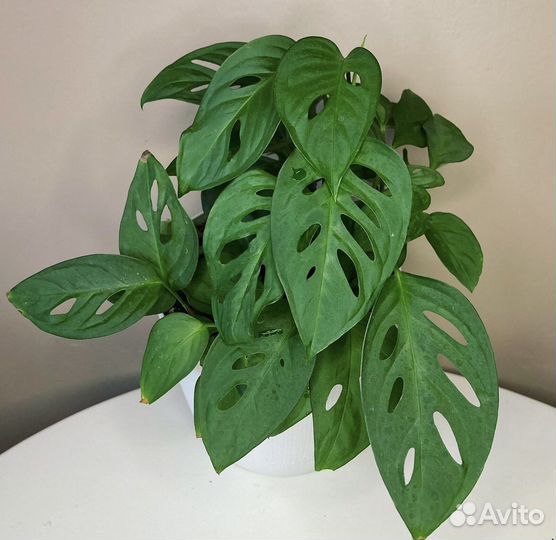 Монстера минима