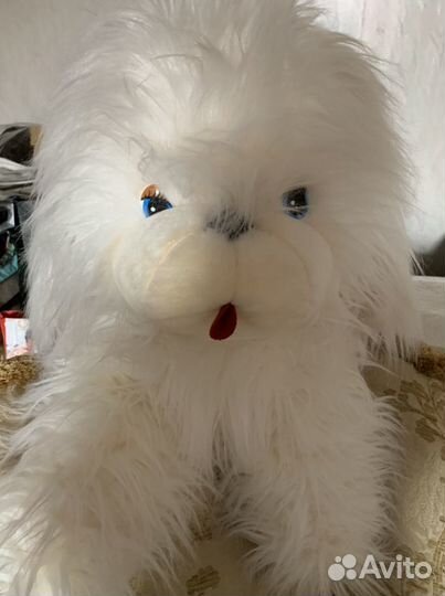 Собака новая на праздник