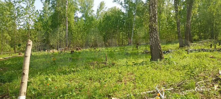 Участок 11,5 сот. (СНТ, ДНП)