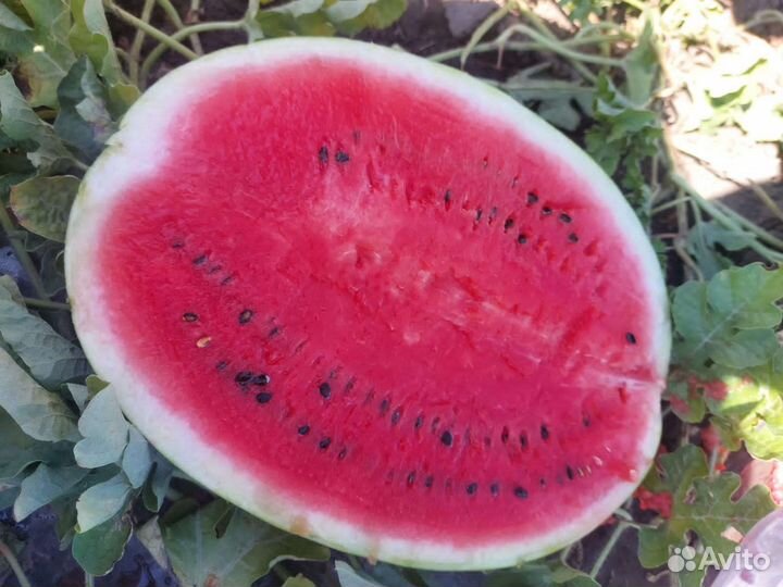 Арбуз оптом