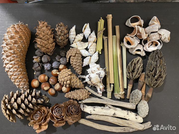 008 - дрифтвуд, ракушки, шишки набор