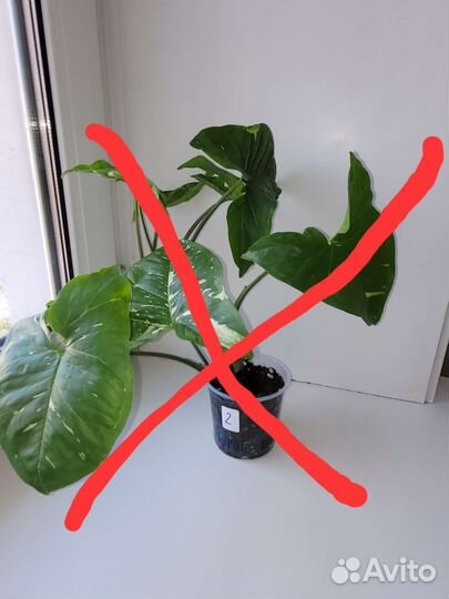 Сингониумы