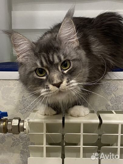 Котята мейнкуна