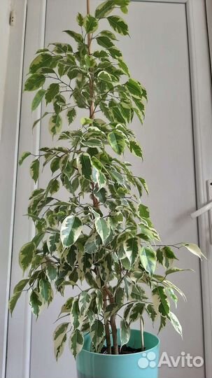Фикус бенджамина большой