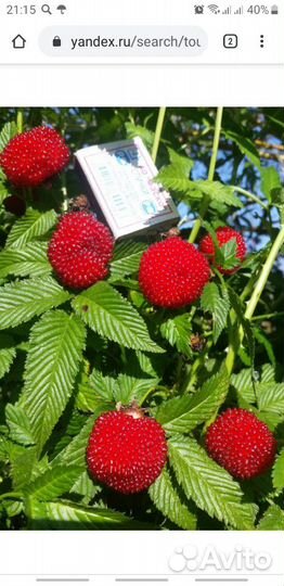 Тибетская малина