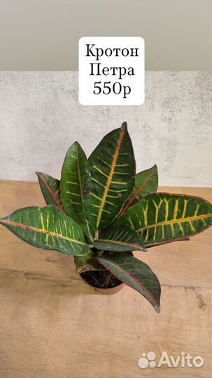 Комнатные растения 23