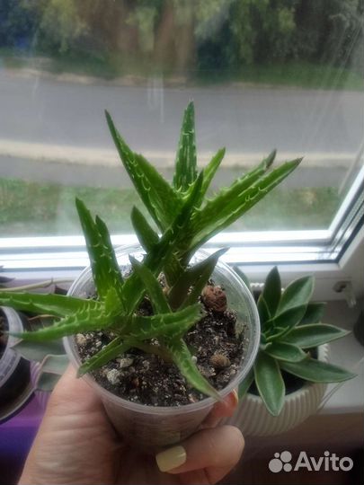 Комнатные цветы Алоэ Ювенна