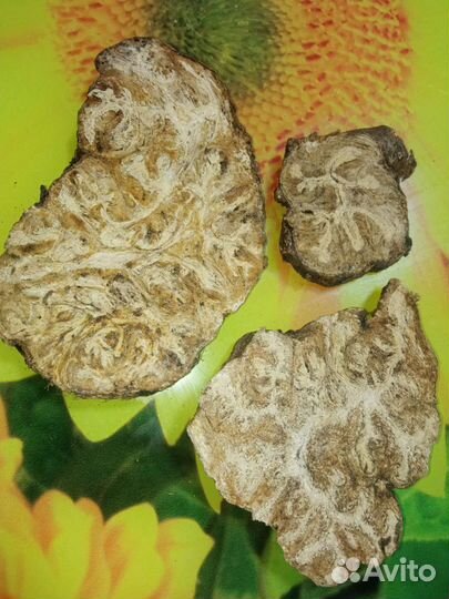 Омик (Ферула джунгарская)