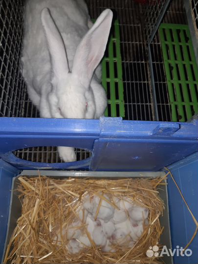 Кролики Хиколь