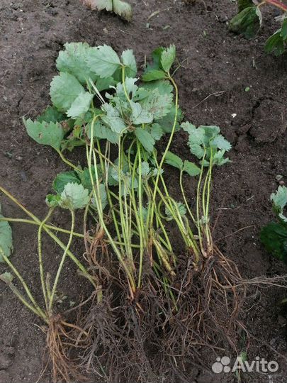 Саженцы Земклуники Пенелопа и Купчиха