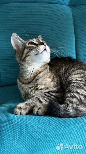 Ищут дом котята 3.5 месяца