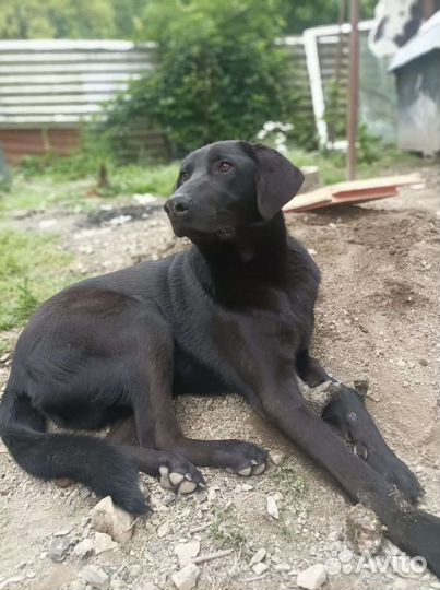 Собака в добрые руки