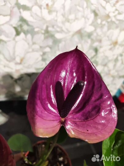 Антуриум пурпл харт