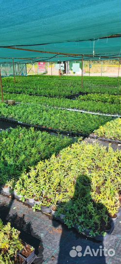 Саженцы черенки