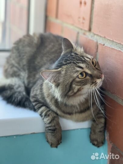 Кот в добрые руки