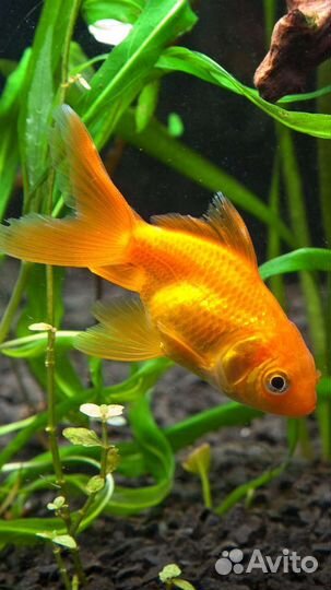 Скалярия, нанокара, золотая рыбка, телескоп