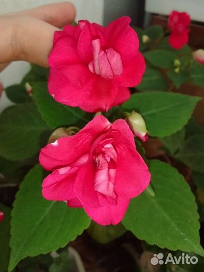 Бальзамин махровый Ванька мокрый