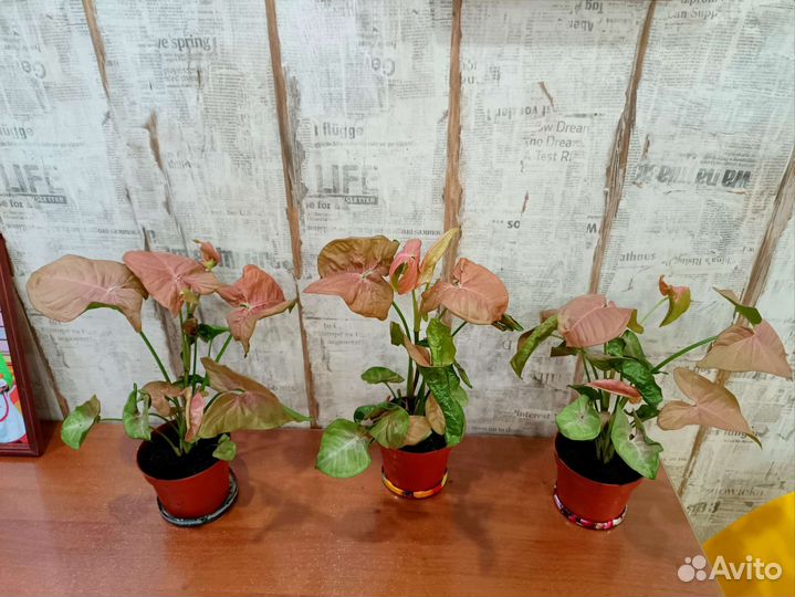 Сингониум неон пинк